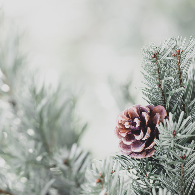 Why would a Christian NOT celebrate Christmas? Isn't this day to honor Christ's birth? Learn the eye-opening truth about this "Christian" holiday. #christmas, #paganholiday, #Christ, #worship, #seekingtruth