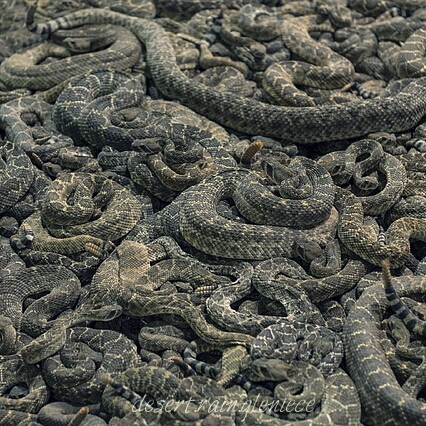 Battling sin in our lives is like fighting rattlesnakes. Difficult, but necessary. If we ignore sin, we risk getting bite when we least expect it. #spiritualbattles, #overcoming, #sin