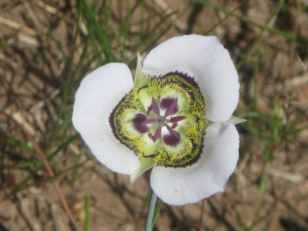 Mariposa Lily 
