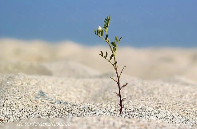 A tiny plant surrounded by sand dunes: persevering despite obstacles