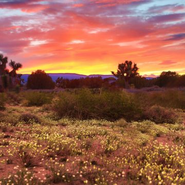 Autumn in the desert is a joyful time. The sun is less harsh, the breeze cools us down. But the relief brings a restlessness of needs to be done. #autumn, #desert, #southwest, #overcoming, #trustinGod, #perspective