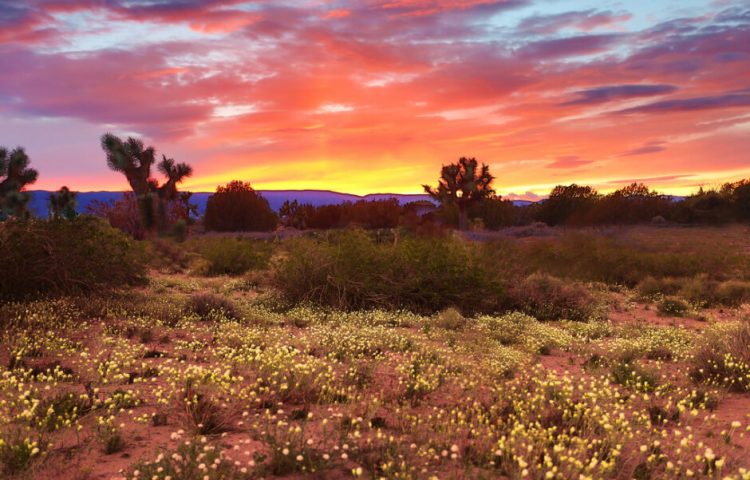 Autumn in the desert is a joyful time. The sun is less harsh, the breeze cools us down. But the relief brings a restlessness of needs to be done. #autumn, #desert, #southwest, #overcoming, #trustinGod, #perspective