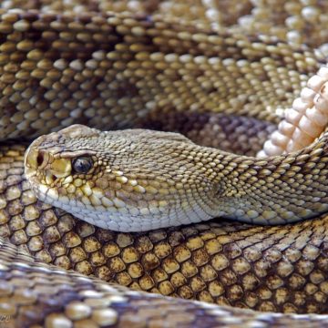 Battling sin in our lives is like fighting rattlesnakes. Difficult, but necessary. If we ignore sin, we risk getting bite when we least expect it. #spiritualbattles, #overcoming, #sin,