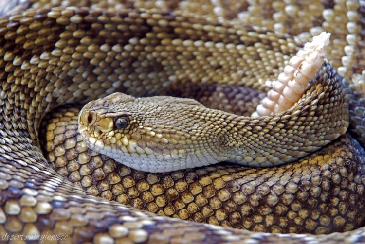 Battling sin in our lives is like fighting rattlesnakes. Difficult, but necessary. If we ignore sin, we risk getting bite when we least expect it. #spiritualbattles, #overcoming, #sin,